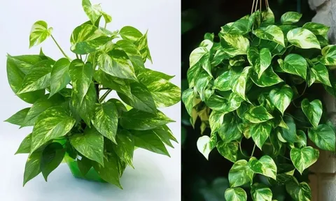 Trồng cây trầu bà trong nhà rước tài chiêu lộc nhưng hãy chú ý điều này kẻo họa tới