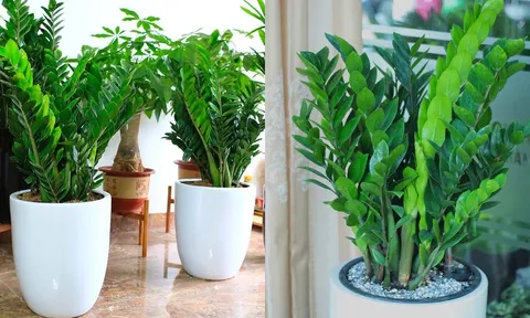 Đặt cây Kim Tiền vào đúng vị trí này, tài lộc mới đến nhà