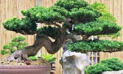 Loại cây người nghèo chê bỏ, người giàu thích trồng: Càng trồng càng giàu