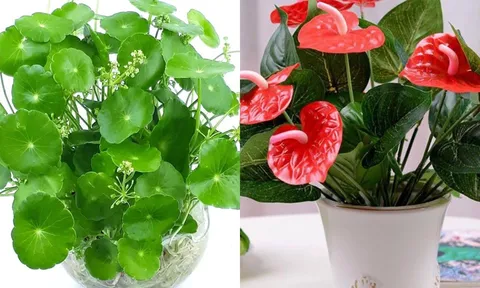 Nhà có 1 trong 5 loài cây này, Thần Tài gõ cửa, phúc lộc tràn đầy quanh năm