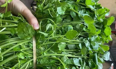 Việt Nam sở hữu loại rau chống bệnh K tốt nhất thế giới, chợ bán 10 nghìn/bó