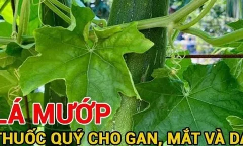 Không chỉ ăn quả, phần này của cây mướp là ‘báu vật’ cho gan, mắt và da, bỏ là uổng phí