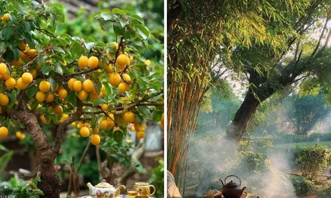 Người xưa dặn: “Trồng mơ trong sân, du phía Đông, đào phía Tây, tre trước cửa gia trạch không yên”, là gì?