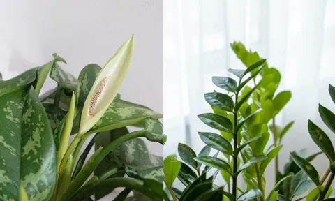 3 loại cây trồng vào nhà: Hết lúa Chúa lại ban, hết tiền Tiên lại cứu