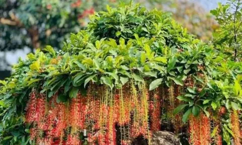 Tổ tiên dặn: “Trồng cây là gieo phúc” - 5 loại cây nên trồng để dòng họ thịnh vượng, con cháu bình an