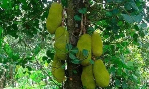 Trồng 4 cây phong thủy “vàng” trước nhà giúp thu hút tài lộc, giữ vượng khí, gia chủ phát đạt như diều gặp gió