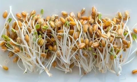 5 loại hạt nhiều chất dinh dưỡng và bổ dưỡng hơn khi nảy mầm