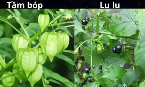 5 loại rau mọc tự nhiên không dùng thuốc trừ sâu: Cực kỳ an toàn cho sức khỏe