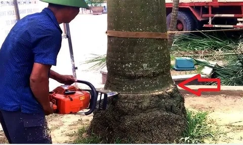 Các cụ dặn: ‘Đừng chặt 2 cây rủi ro không vào, Tiền - Tình sẽ đến’, là cây nào?