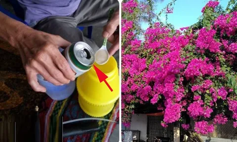 Cho hoa giấy “uống” 1 loại nước: Cây ra hoa quanh năm, chùm nào cũng bung nở
