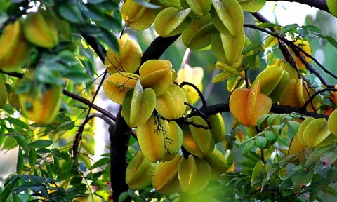 Người thuộc 2 mệnh này trồng Cây Khế như rước Vàng vào cửa, hút tiền tài cực đỉnh
