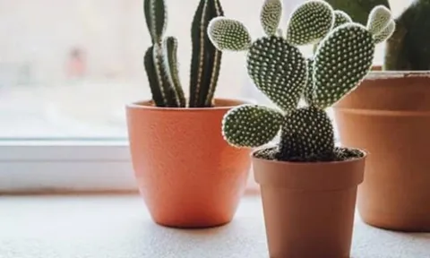 Top cây phong thủy nhà giàu luôn kiêng: Âm thầm hút cạn tài lộc, gây xui rủi cho gia đình