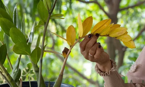Tưới cốc nước này, Kim Tiền vàng thân - rụng lá mấy cũng xanh tốt lại mơn mởn