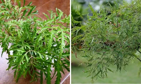Vị trí tốt nhất trồng cây Đinh Lăng giúp Trấn Giữ Của Cải, thu hút Tiền Tài cực đỉnh