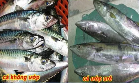 5 dấu hiệu cá ướp ure, cho không cũng đừng đem về