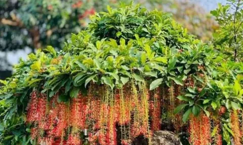 Người đóng BHXH tự nguyện nhất định phải biết: Quyền lợi quan trọng, lơ là dễ mất tiền oan