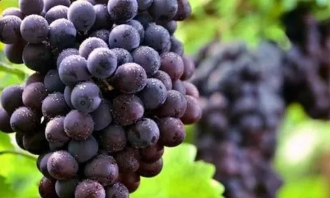 Ra mộ mang tứ quả thắp hương - Giải mã ý nghĩa bốn loại quả tránh tai ương cho gia đình