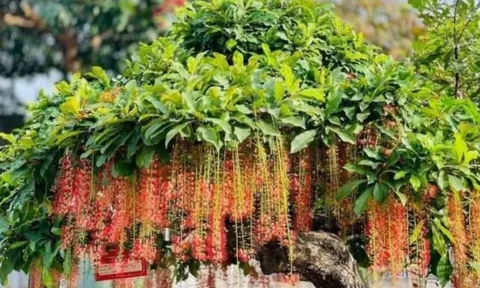 Tổ tiên dạy: “Trồng cây là gieo phúc” - 5 loại cây phong thủy giúp dòng họ hưng thịnh, con cháu an khang