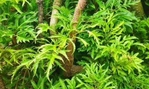 Cây đinh lăng trước nhà có nên trồng? Lời dặn của Tổ tiên kẻo ‘rước họa’