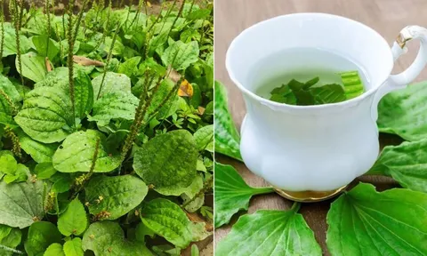 Lấy cây mã đề nấu nước uống, cơ thể nhận được 5 lợi ích tuyệt vời
