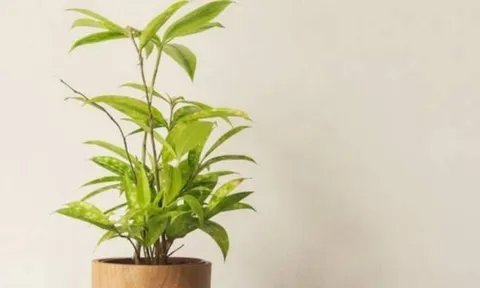 Người mệnh Thủy trồng 1 trong 5 loại cây này, tiền tài như nước, vận may kéo đến ầm ầm