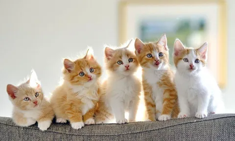 3 con giáp là cha mẹ tốt, dành phúc cho con, hậu vận an vui được con cháu hiếu kính
