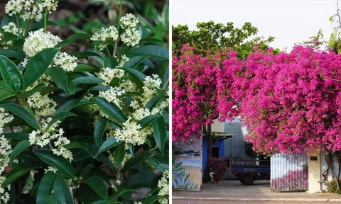 5  loại hoa sắc hương rực rỡ, gọi tiền tài về chật két: Giàu nghèo cũng một phần do đây