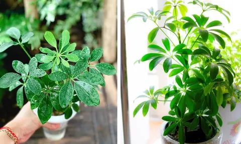 Vì sao người xưa khuyên trồng cây ngũ gia bì trong nhà? Đặc biệt người tuổi này mệnh này cực hợp ngũ gia bì