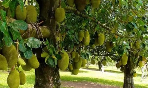 Loại cây phong thủy này ‘giữ lộc’ cực tốt, đừng dại chặt đi nếu không muốn tiền tài tiêu tán!