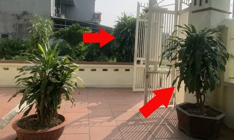 Người thuộc 2 mệnh này cực hợp trồng Thiết Mộc Lan, giúp thu hút Tiền Vàng cực đỉnh