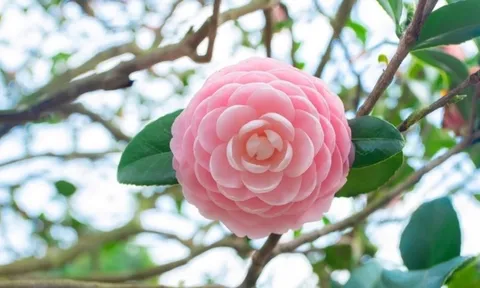 Trồng đúng 1 loài cây này trước cửa, gia đạo nhà bạn vững như núi, đời đời con cháu thinh vượng