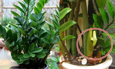 Người thuộc 2 mệnh này cực hợp trồng cây Kim Tiền, 1 cây thôi cũng thu hút Tiền Tài cực đỉnh