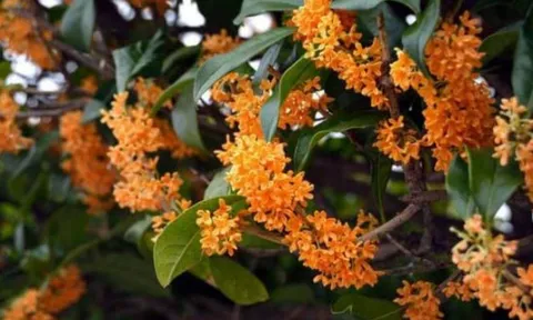 Tổ Tiên căn dặn: 4 loại cây quý như vàng, trồng trong nhà giúp phúc khí trăm năm, con cháu hưởng lộc vô tận
