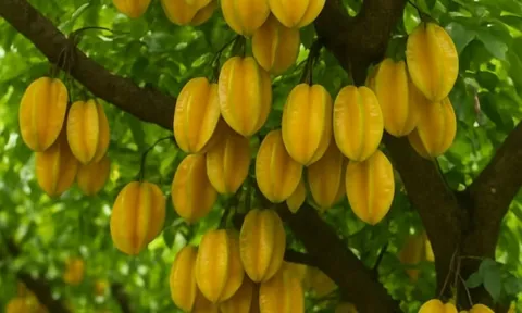 Trồng khế 2 vị trí này: Trấn yểm của cải, 10 nhà làm thì 9 nhà đổi vận thành công, nghèo hóa giàu