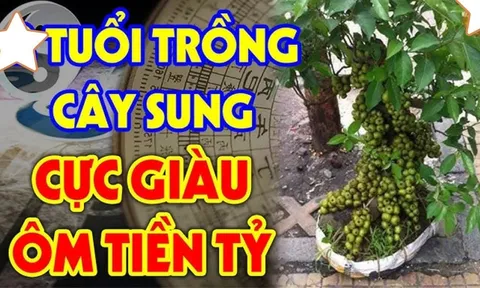 2 mệnh này rất hợp trồng sung, có 1 cây Tiền - Tài thăng tiến