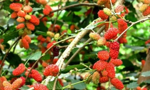 Hai loài cây nhà nào cũng trồng, tưởng mang may mắn nhưng thực ra là phong thủy đại kỵ