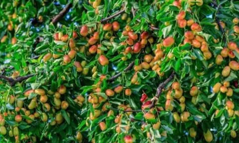 Tổ tiên dặn: “Không chặt 2 cây này, rủi ro không vào, đói nghèo không đến” - Ai cũng nên biết!