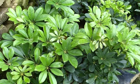 Loài cây cảnh này “giữ lộc, tụ khí” - “vừa sang, vừa sạch” được người giàu yêu thích