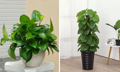 Top 5 loại cây cảnh văn phòng được ưa chuộng hiện nay, tốt cả về phong thủy và sức khỏe