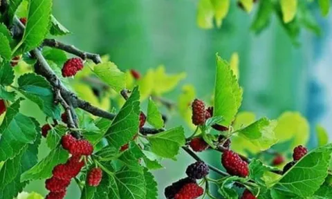 Người xưa cảnh báo: 3 loại cây tuyệt đối không trồng trước cửa nhà, kẻo rước họa, tiền bạc tiêu tán!