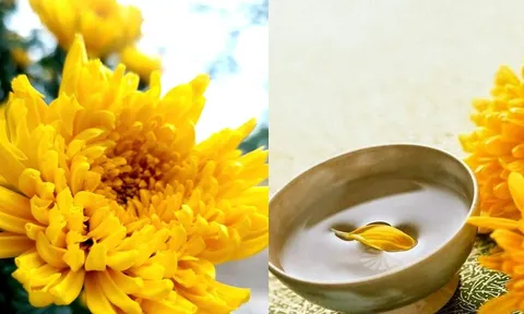 Vì sao người xưa vừa mừng vừa sợ ngày Trùng Cửu 9/9, và lại lên núi uống rượu hoa cúc vàng?