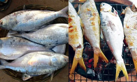 “Vua cá” sông Hậu: Loài cá cháy quý hiếm 10 năm mới bắt được một lần, có tiền cũng khó mua