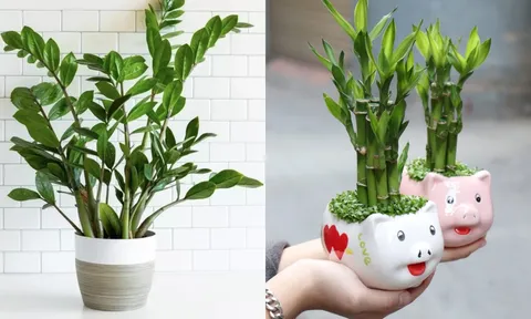 2 loại cây nên đặt trong nhà mới: Vừa chiêu tài vừa chuyển vận, càng ở càng giàu có