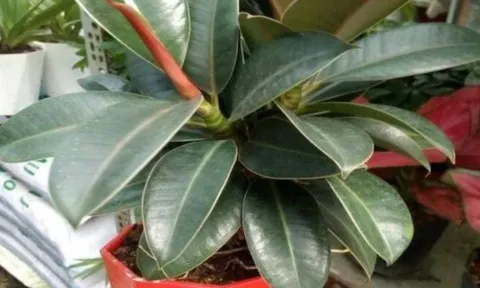 4 loại cây phong thủy nên đặt trong phòng khách: Chưng 1 chậu giúp gia đình thịnh vượng, 10 nhà thì 9 giàu sang
