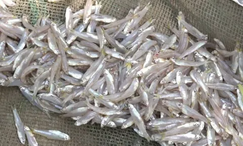 Đi chợ gặp 6 loại cá này mua ngay kẻo hết: Cá tự nhiên bổ như nhân sâm, tổ yến, giá bình dân
