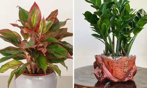 Nhà giàu chuộng 5 loại cây phong thủy này: Hút tài lộc như vòi rồng, phú quý lan sang cả con cháu