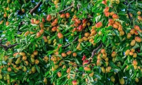Tổ tiên dặn: "Không chặt 2 cây này, rủi ro tránh xa, đói nghèo không ghé thăm"