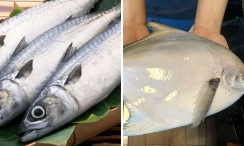 3 loại cá đang vào mùa: Thịt dày, xương ít, dễ tiêu và ngon quên lối về, không ăn quá phí