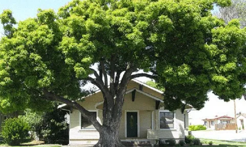 Các cụ dặn không sai: Trồng nhầm cây trước cửa, Thần Tài sẽ đi lạc, tiền bạc tiêu tán, rước họa vào thân