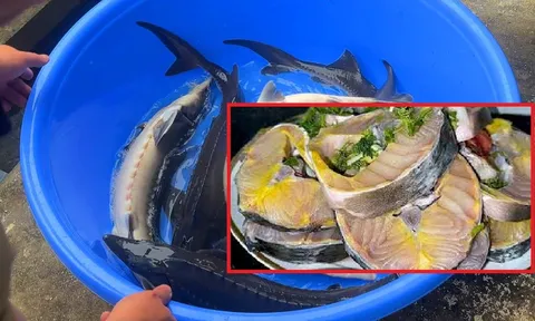 Loại cá không xương, ngon hơn cá Chép, bổ hơn cá Thu, giàu Omega 3 bậc nhất